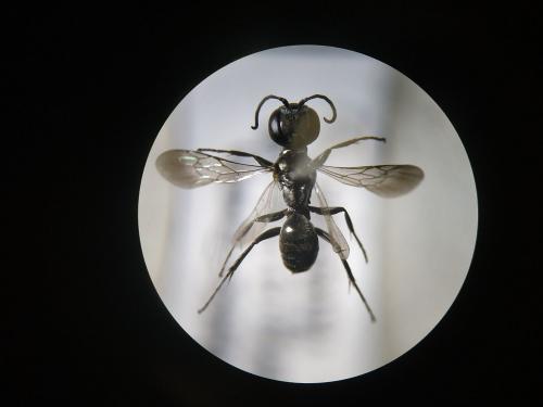 Miscophus ater